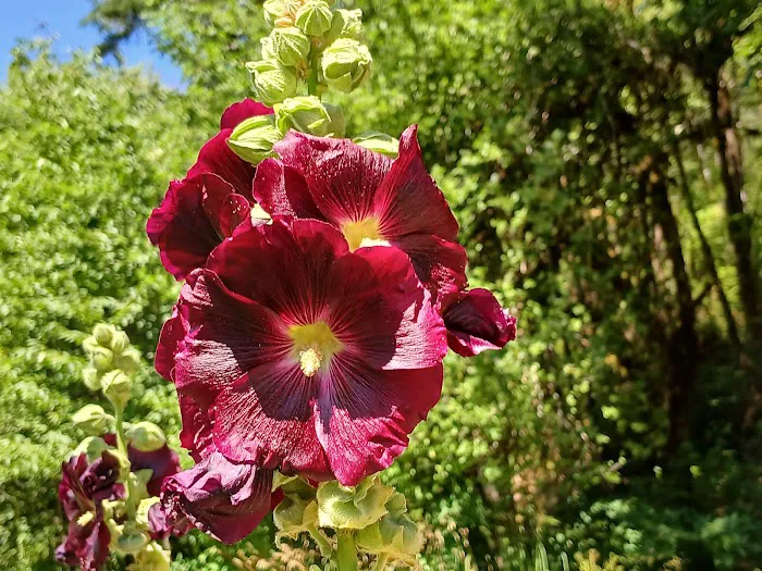 Tadpole Manor in Deadwood Camp Picture 1