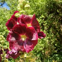 Tadpole Manor in Deadwood Camp ico