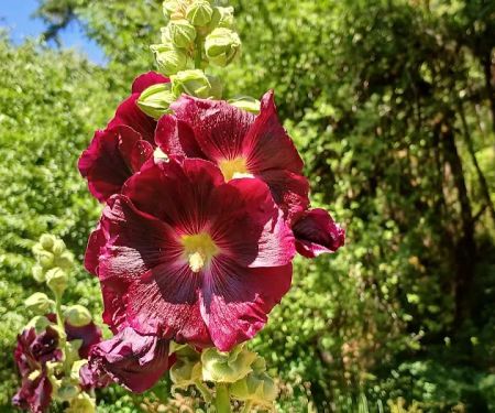 Tadpole Manor in Deadwood Camp