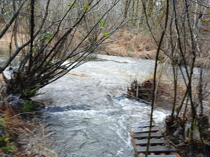 Tadpole Manor in Deadwood Camp Picture 5