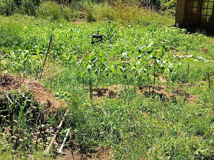 Tadpole Manor in Deadwood Camp Picture 9