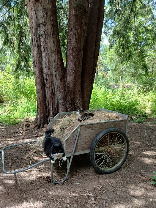 Tadpole Manor in Deadwood Camp Picture 10