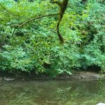 Archie Knowles Campground