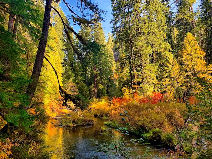 Limberlost Campground Picture 1