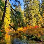 Limberlost Campground