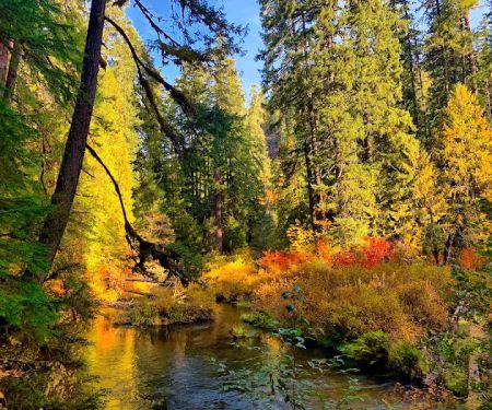 Limberlost Campground