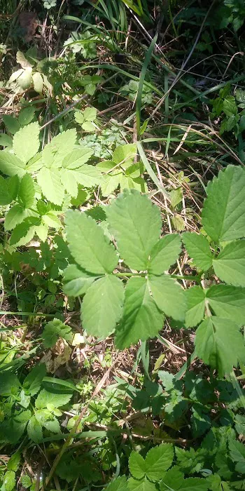 Limberlost Campground Picture 7