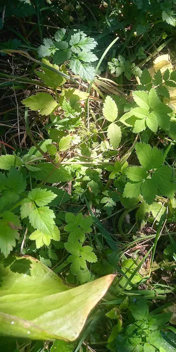 Limberlost Campground Picture 9
