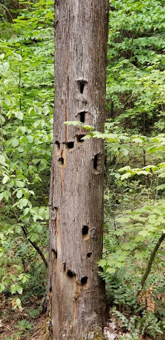 Limberlost Campground Picture 4