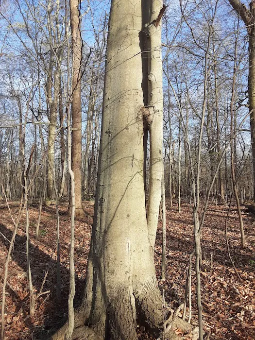 Hidden Lakes Picture 6