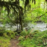 French Pete Campground