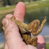 Campbell Park ico