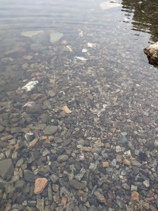Browns Lake Campground Picture 4