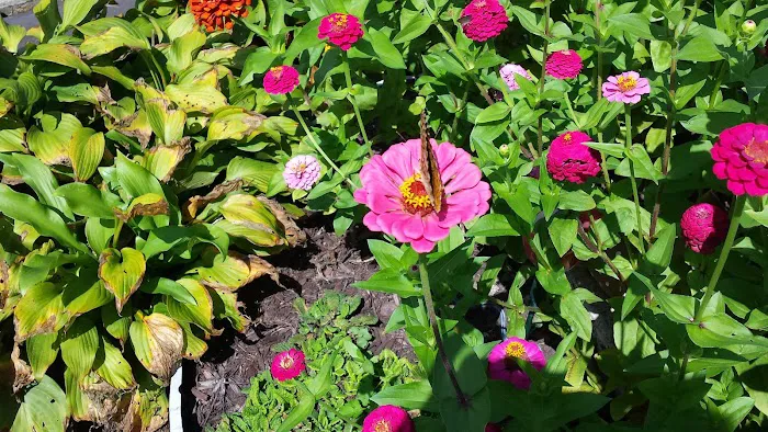 Suburban Terrace Mobile Home Picture 2