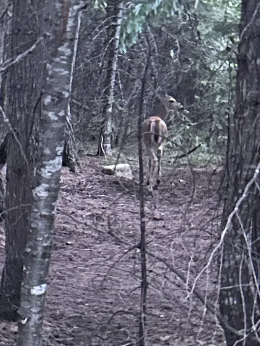 East Sullivan Campground Picture 3