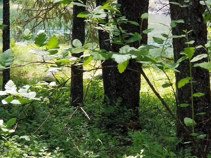 Pioneer Park Campground Picture 5