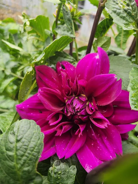 B&B Flower Farm & RV boutique camping Picture 2