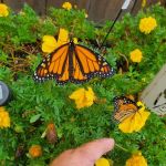 Fairhaven Wv Campground