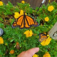 Fairhaven Wv Campground ico