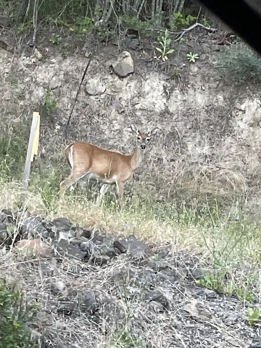 Bell Bay Campground Picture 9