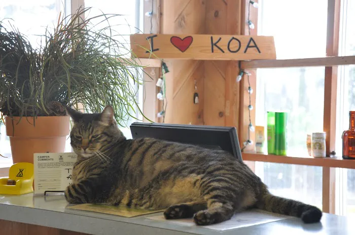 Waldport / Newport KOA Journey Picture 7