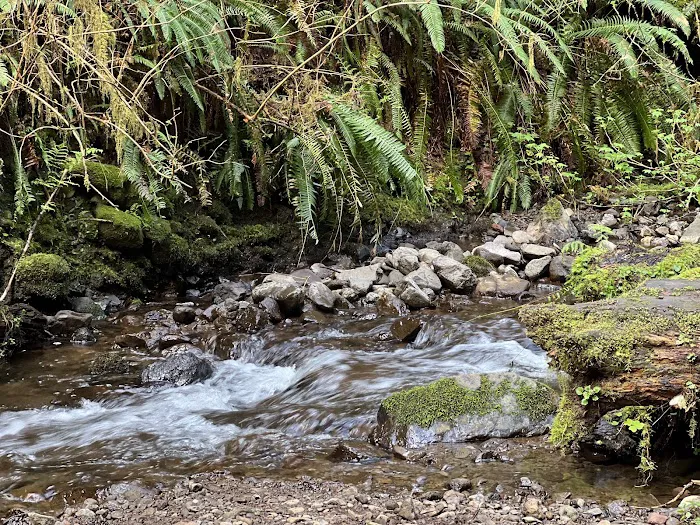 Cape Perpetua Campground Picture 7