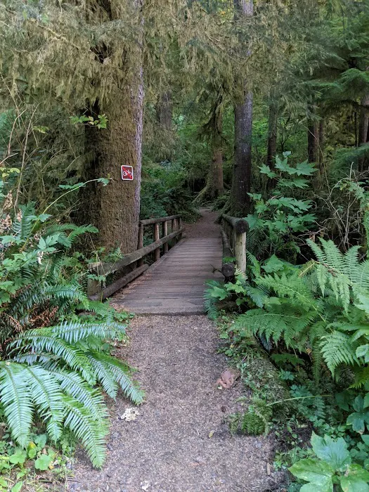 Cape Perpetua Campground Picture 6