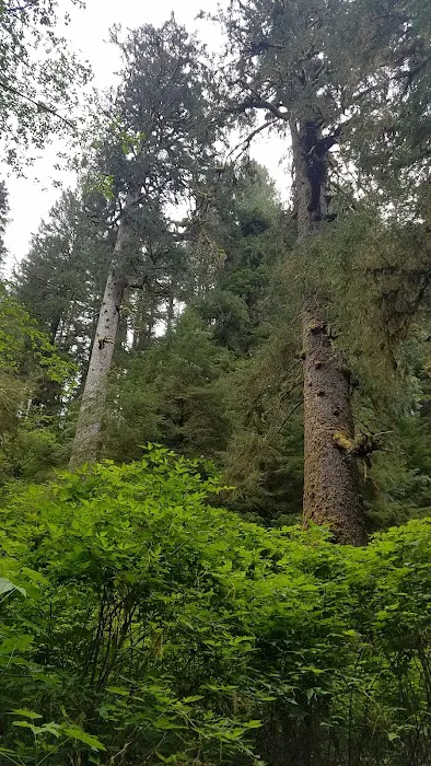 Cape Perpetua Campground Picture 9