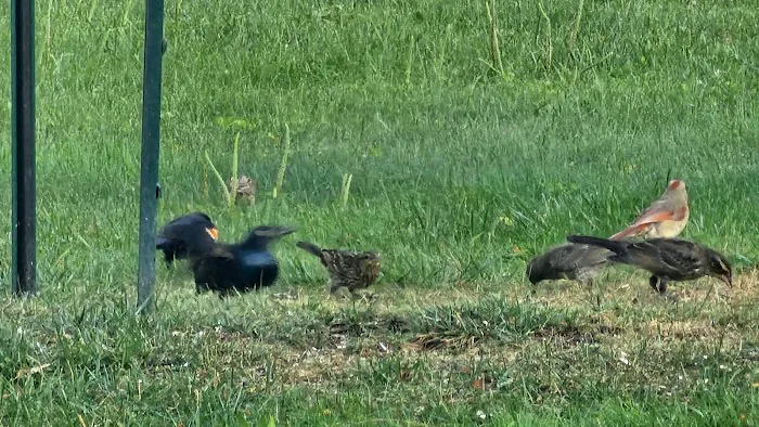 Indian Springs Picture 4