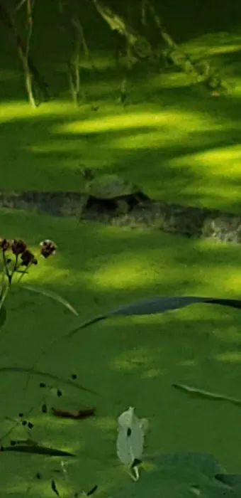 Indian Springs Picture 5