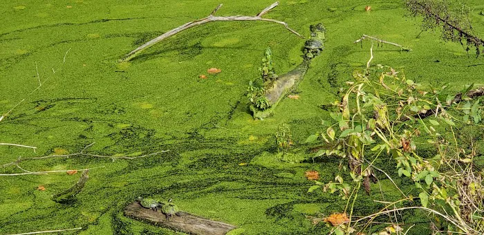 Indian Springs Picture 9