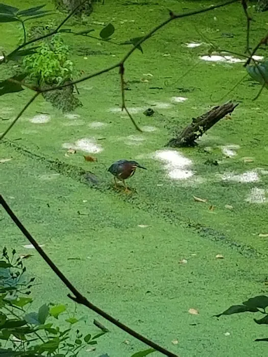 Indian Springs Picture 10