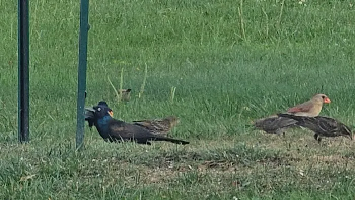 Indian Springs Picture 8