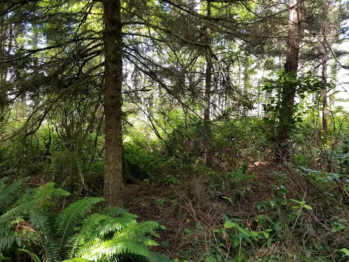 Cape Perpetua Trailhead Picture 8