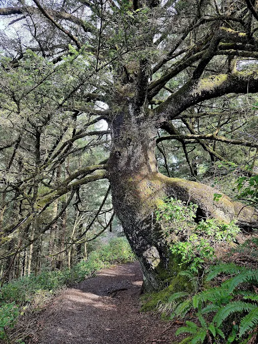 Cape Perpetua Trailhead Picture 7