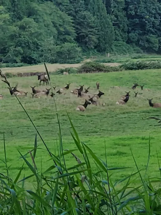 North Fork Siuslaw Campground Picture 4
