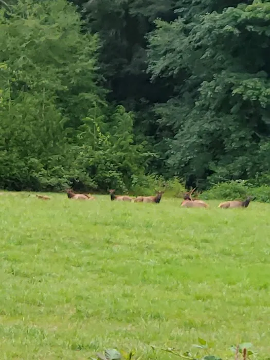 North Fork Siuslaw Campground Picture 7