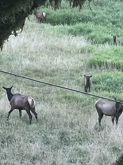 North Fork Siuslaw Campground Picture 8