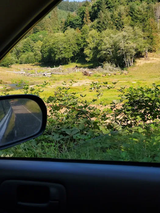 North Fork Siuslaw Campground Picture 6