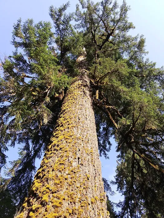 North Fork Siuslaw Campground Picture 3