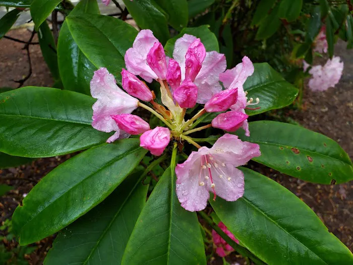 Washburne State Park Camping Picture 1
