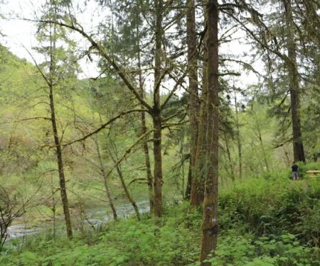 Vincent Creek Campground