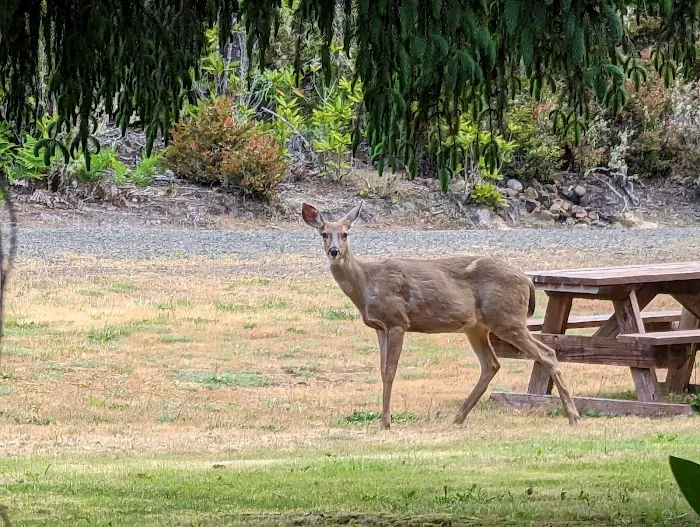 Florence, OR Elks RV Park Picture 2