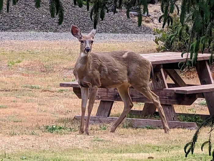 Florence, OR Elks RV Park Picture 5