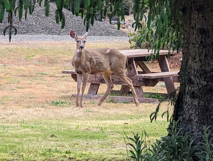 Florence, OR Elks RV Park Picture 4