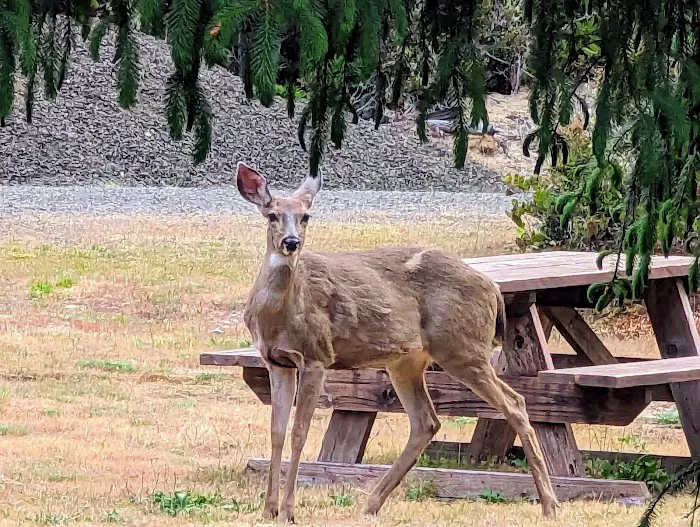 Florence, OR Elks RV Park Picture 1