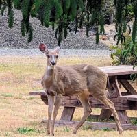 Florence, OR Elks RV Park ico