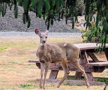 Florence, OR Elks RV Park