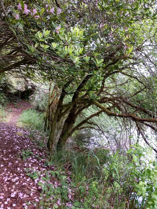 Alder Dune Picture 2