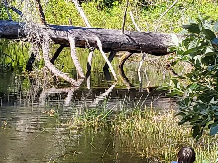 Alder Dune Picture 4